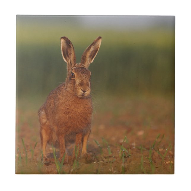 Harriet Hare Tile (Front)