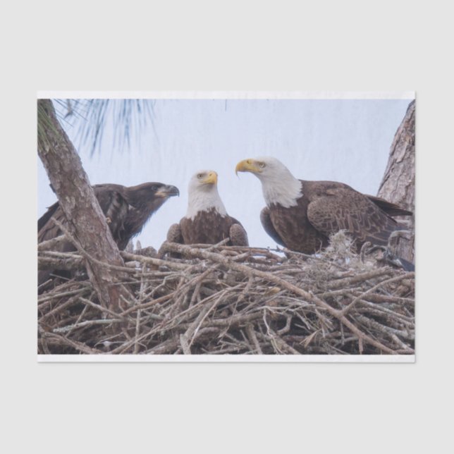 Harriet, M & E9 Tissue Paper (Front)