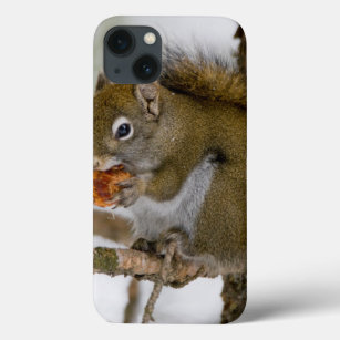 Harriman State Park, Idaho. USA. Red Squirrel iPhone 13 Case