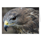 Harris Hawk (Front Horizontal)