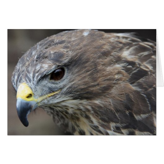 Harris Hawk (Front Horizontal)