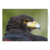 Harris Hawk (Front Horizontal)