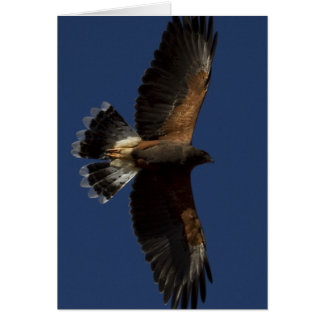 Harris Hawk 5 Cards