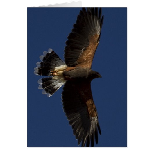 Harris Hawk 5 Cards (Front)