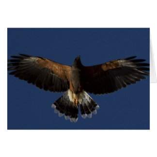 Harris Hawk 7 Cards