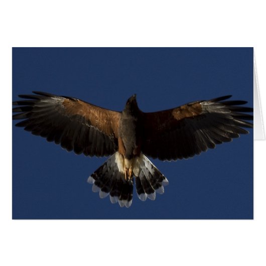 Harris Hawk 7 Cards (Front Horizontal)