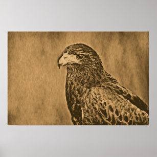 Harris Hawk Bird of Prey Close Up Poster