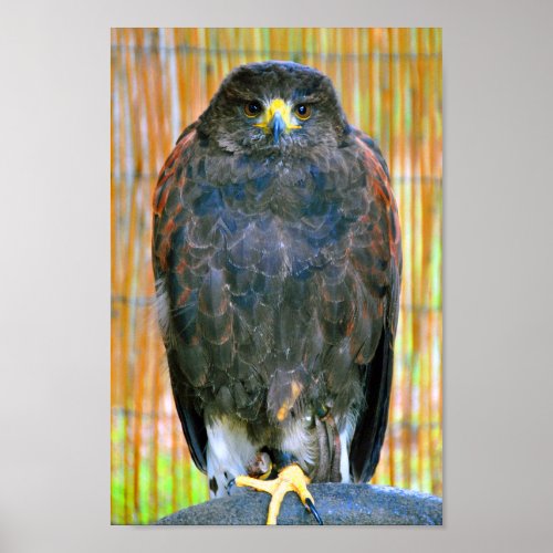 Harris Hawk Bird Of Prey Poster