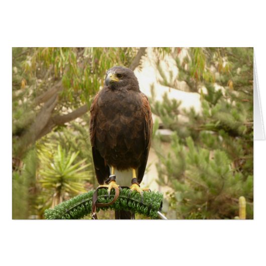 Harris Hawk Cards (Front Horizontal)