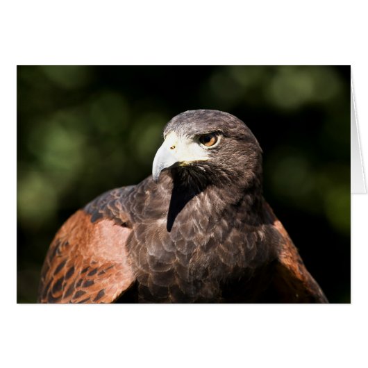 Harris Hawk Cards (Front Horizontal)