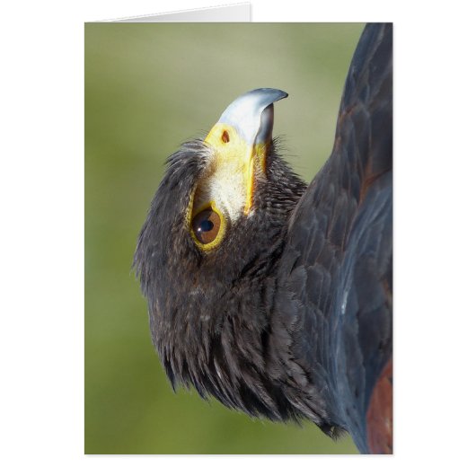 Harris Hawk Cards (Front)