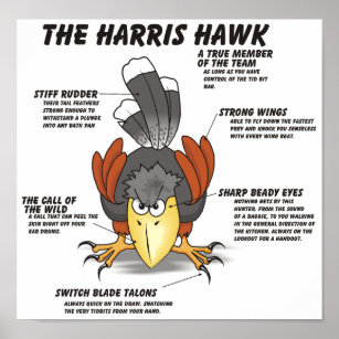 Harris Hawk Cartoon Poster
