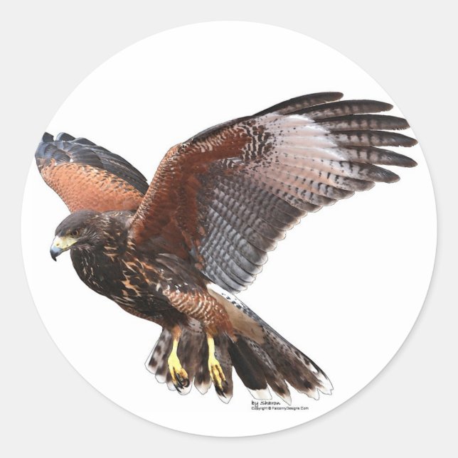 Harris Hawk Classic Round Sticker (Front)