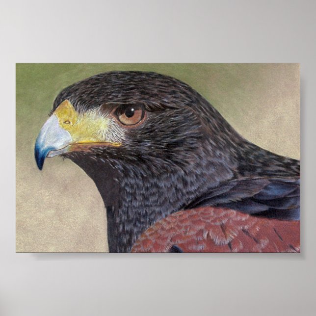 Harris Hawk colored pencils Poster (Front)