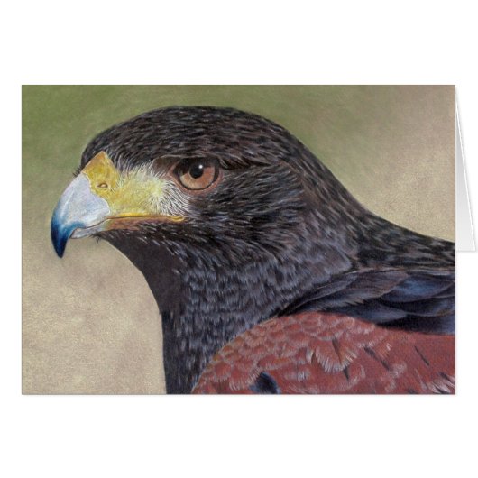 Harris Hawk-cp Cards (Front Horizontal)