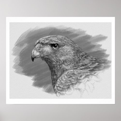 Harris Hawk Drawing Poster