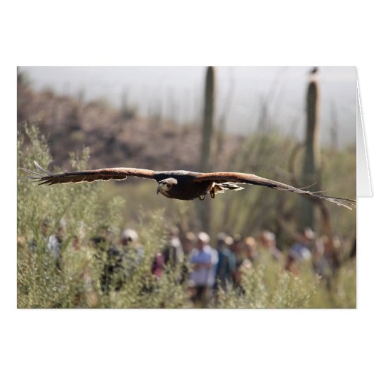 Harris Hawk in Flight (Front Horizontal)
