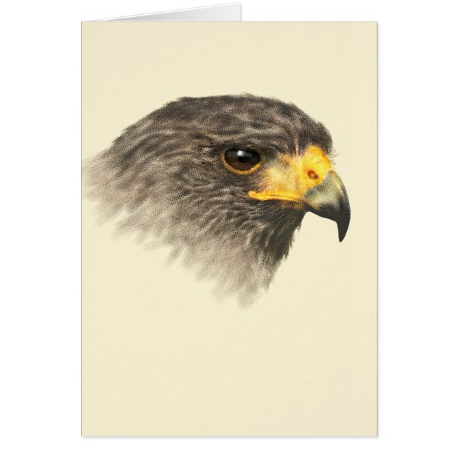 Harris Hawk - Mixed Medium Cards (Front)