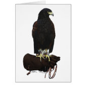 Harris Hawk on Glove (Front)