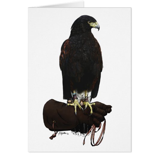 Harris Hawk on Glove Cards (Front)