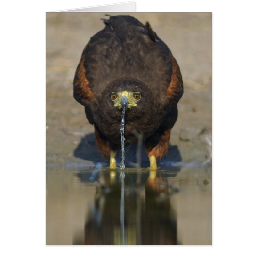 Harris Hawk  Parabuteo unicinctus (Front)