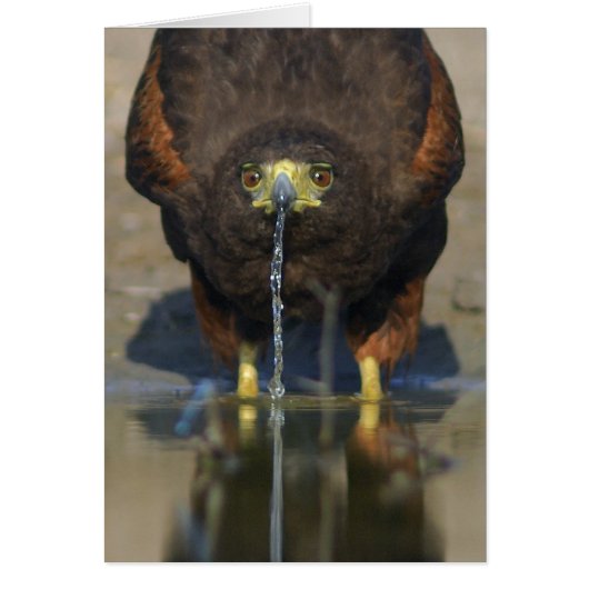 Harris Hawk  Parabuteo unicinctus Cards (Front)