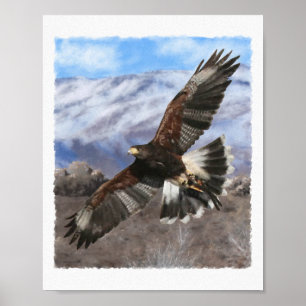 Harris Hawk- pastel Poster