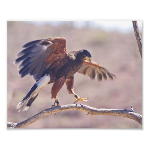 Harris Hawk Photo Print