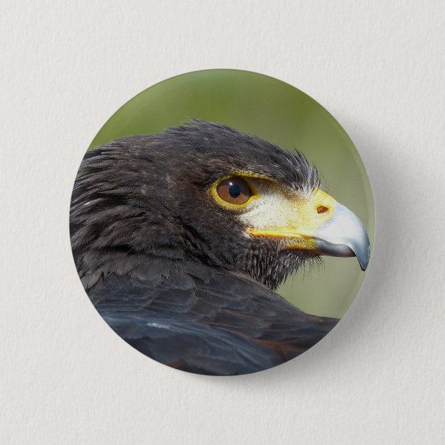 Harris Hawk Pinback Button (Front)