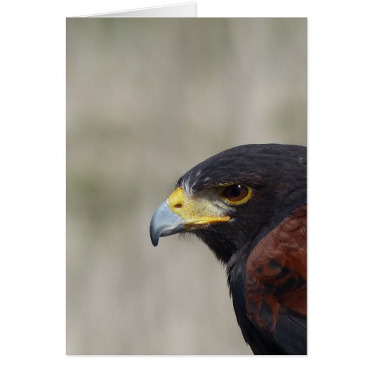 Harris Hawk Portrait Cards (Front)