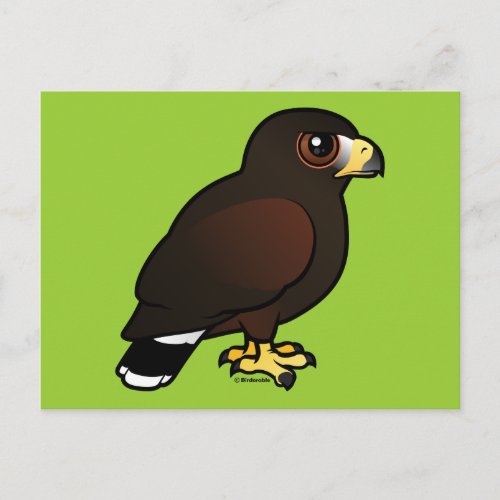 Harris Hawk Postcard