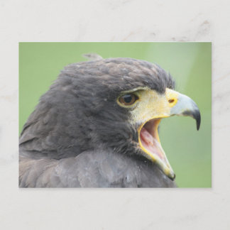 Harris Hawk Postcard