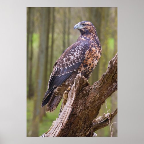 harris hawk poster