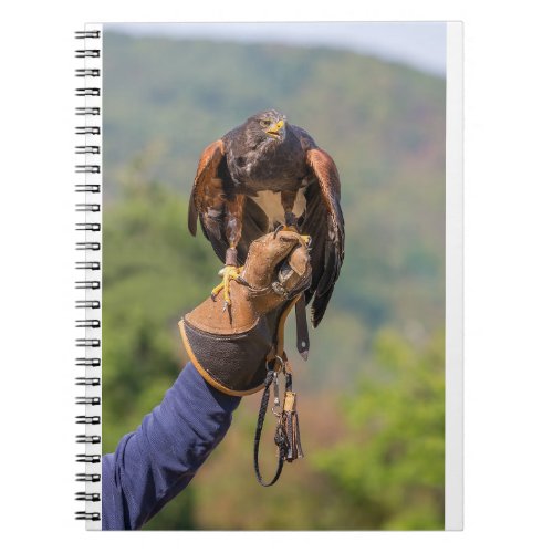 Harris Hawk sits on hand with leather gloveJPG Notebook