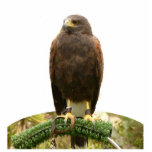 Harris Hawk Statuette<br><div class="desc">This photo sculpture is of a Harris hawk.  Made of acrylic with a black stand,  it is a great conversation piece. Final size is approximate and depends on cut-out size of image.</div>