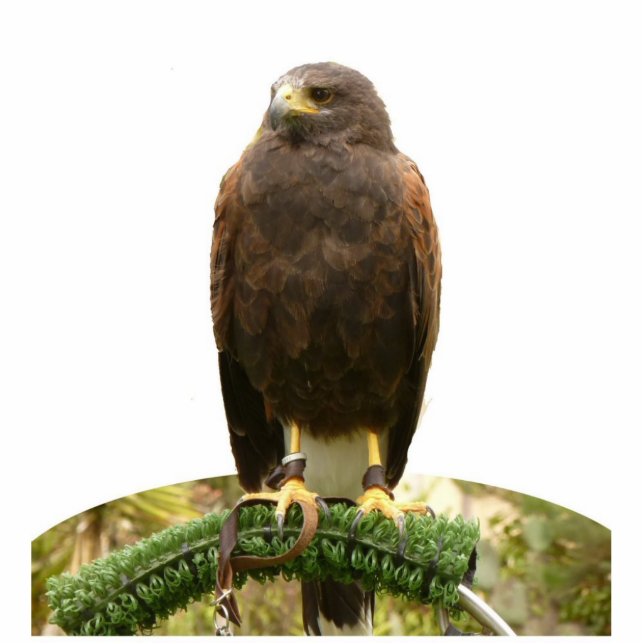 Harris Hawk Statuette (Front)