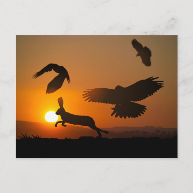 Harris Hawks Hunting Postcard (Front)