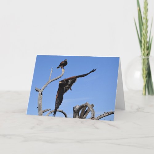 Harris Hawks perched and in flight Thank You Card