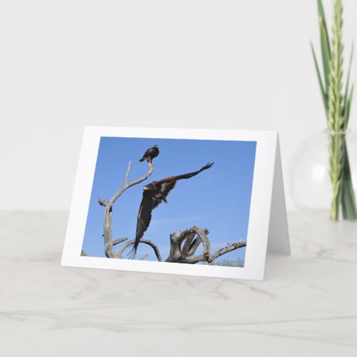 Harris Hawks perched and in flight Thank You Card