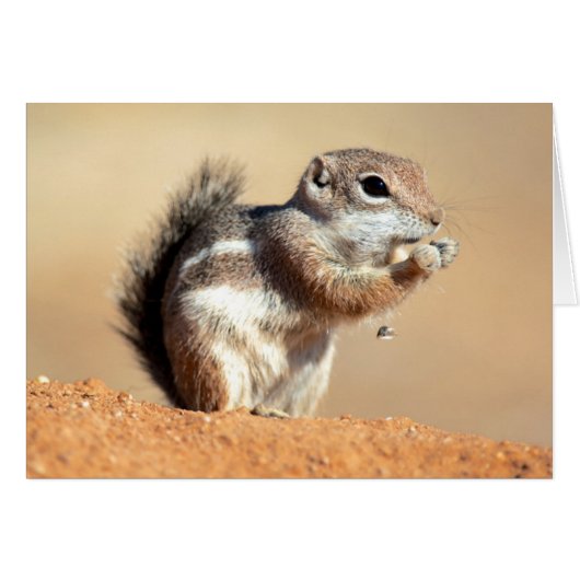 Harris's antelope squirrel (Ammospermophilus) (Front Horizontal)