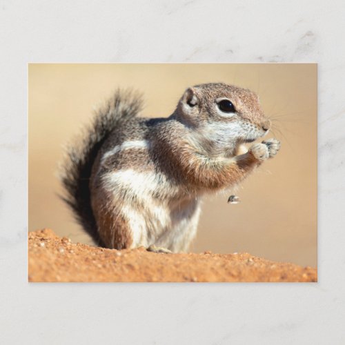 Harriss antelope squirrel Ammospermophilus Postcard