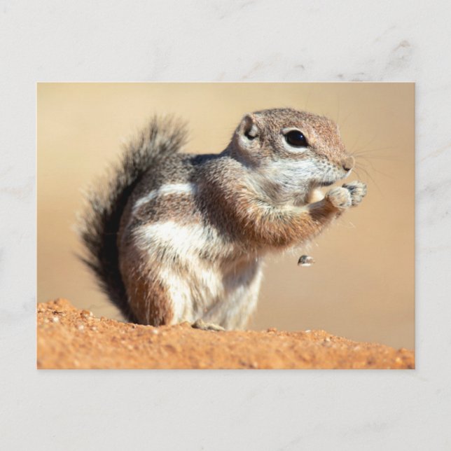 Harris's antelope squirrel (Ammospermophilus) Postcard (Front)