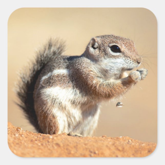 Harris's antelope squirrel (Ammospermophilus) Square Sticker (Front)