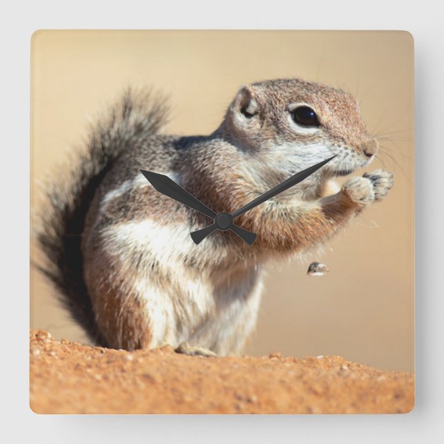 Harris's antelope squirrel (Ammospermophilus) Square Wall Clock (Front)