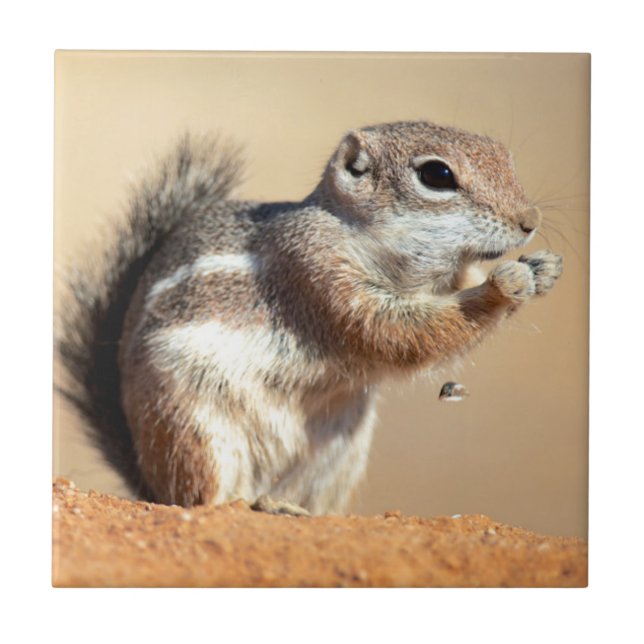Harris's antelope squirrel (Ammospermophilus) Tile (Front)