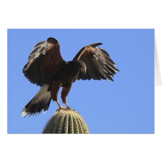 Harris's Hawk 1 Cards (Front Horizontal)