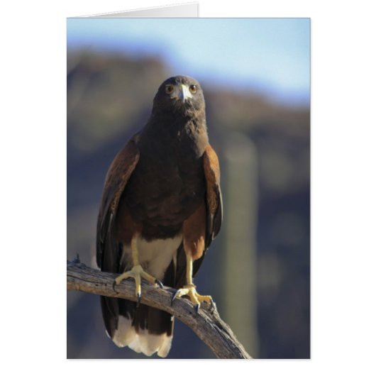 Harris's Hawk 3 Cards (Front)