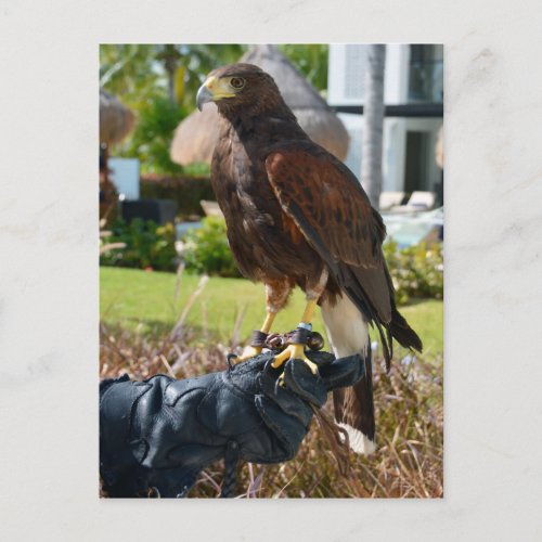 Harriss Hawk on Falconers Glove Cancun Mexico Postcard