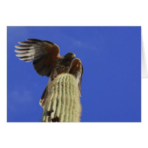 Harris's Hawk perched atop Saguaro Cactus