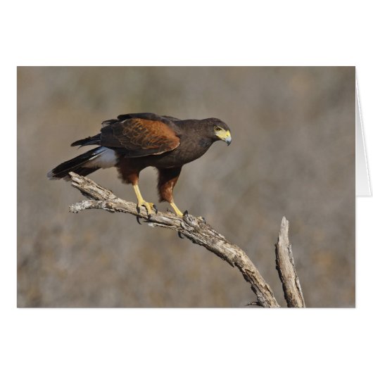 Harris's Hawk perched raptor Cards (Front Horizontal)
